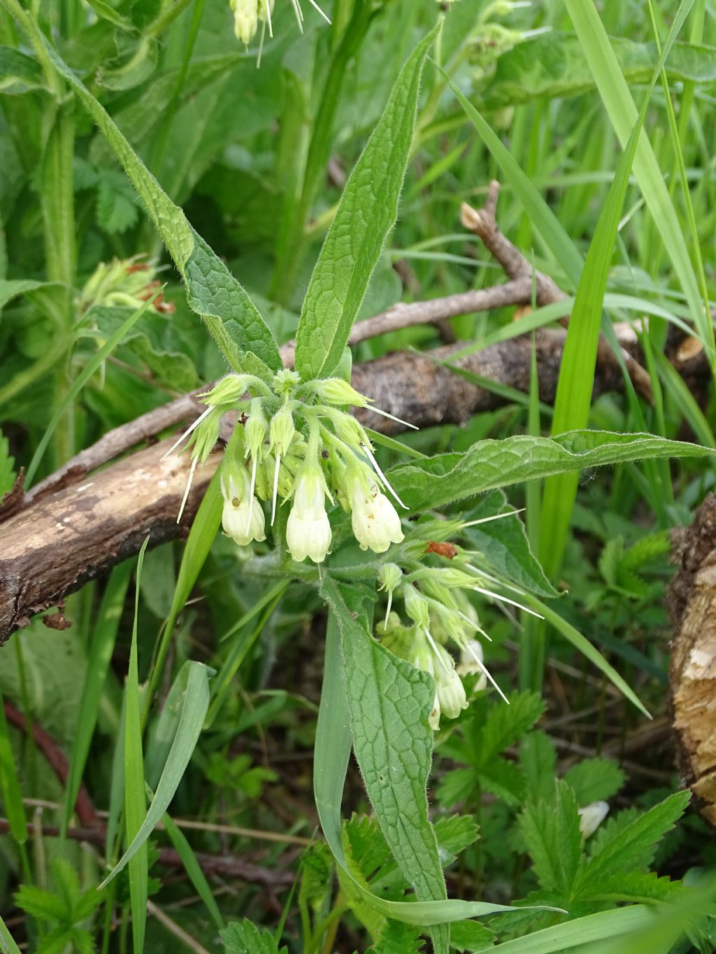 Symphytum officinale?